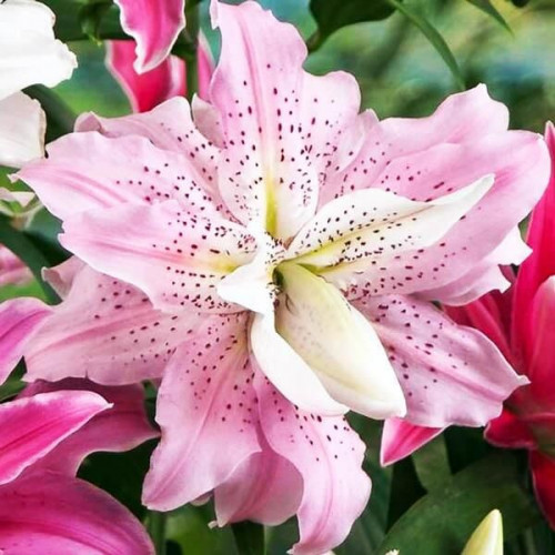 Лилия махровая восточная Soft Music (Софт Мьюзик) 3шт. в упаковке Лилия махровая восточная Soft Music (Софт Мьюзик) 3шт. в упаковке