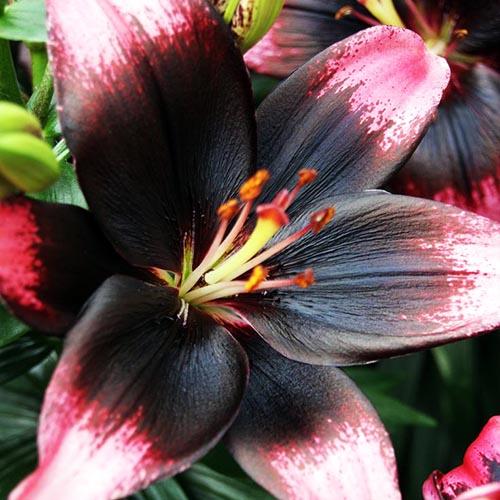 Лилия азиатская Tiny Poems (Тайни Поэмс) 3шт. в упаковке Лилия азиатская Tiny Poems (Тайни Поэмс) 3шт. в упаковке