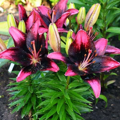 Лилия азиатская Tiny Poems (Тайни Поэмс) 3шт. в упаковке Лилия азиатская Tiny Poems (Тайни Поэмс) 3шт. в упаковке