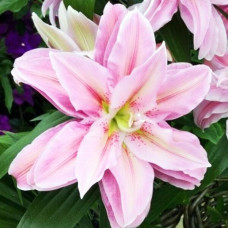 Лилия махровая восточная Sarah Bernhardt (Сара Бернар) 3шт. в упаковке