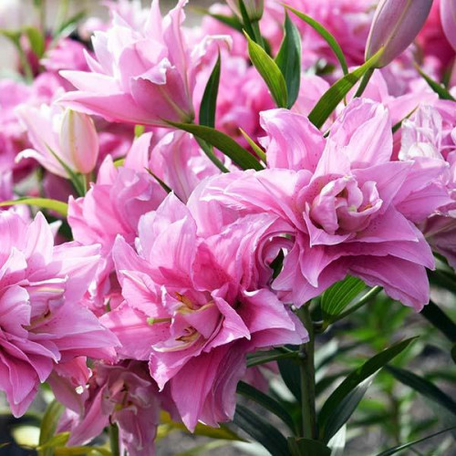 Лилия махровая восточная Sarah Bernhardt (Сара Бернар) 3шт. в упаковке Лилия махровая восточная Sarah Bernhardt (Сара Бернар) 3шт. в упаковке