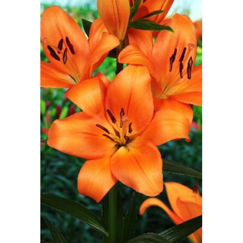 Лилия Эньяк 3шт. в упаковке Лилия Эньяк 3шт. в упаковке