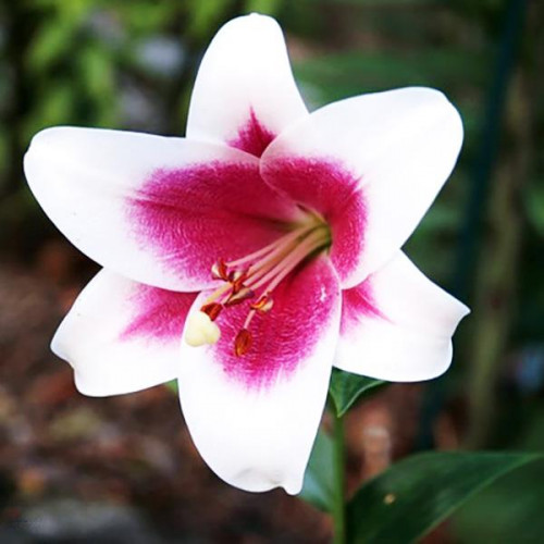 Лилия ОТ гибрид Passion Moon (Пашшн Мун) 3шт. в упаковке Лилия ОТ гибрид Passion Moon (Пашшн Мун) 3шт. в упаковке