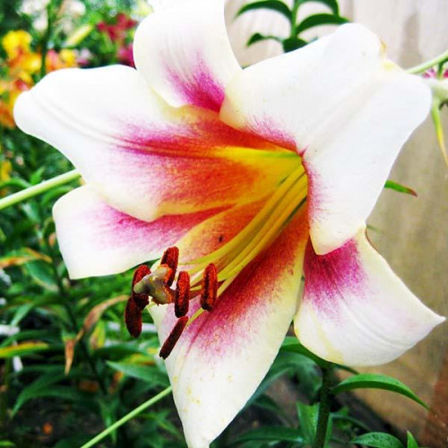 Лилия ОТ гибрид Passion Moon (Пашшн Мун) 3шт. в упаковке Лилия ОТ гибрид Passion Moon (Пашшн Мун) 3шт. в упаковке