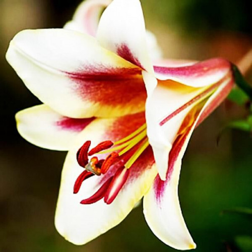 Лилия ОТ гибрид Passion Moon (Пашшн Мун) 3шт. в упаковке Лилия ОТ гибрид Passion Moon (Пашшн Мун) 3шт. в упаковке