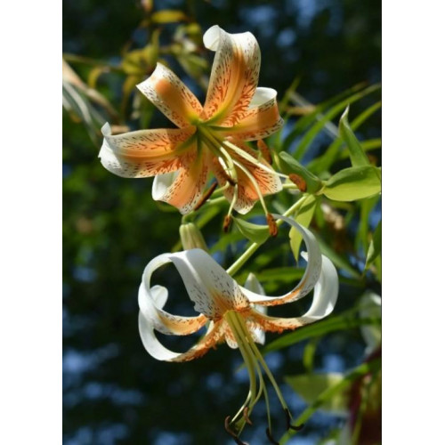 Лилия Lady Alice (Леди Алиса) 3шт. в упаковке Лилия Lady Alice (Леди Алиса) 3шт. в упаковке