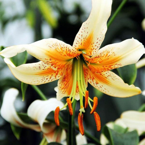 Лилия Lady Alice (Леди Алиса) 3шт. в упаковке Лилия Lady Alice (Леди Алиса) 3шт. в упаковке