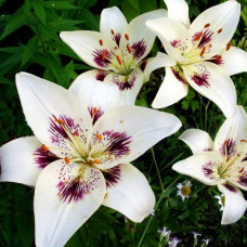 Лилия биколор азиатская Centerfold (Центерфольд) 3шт. в упаковке