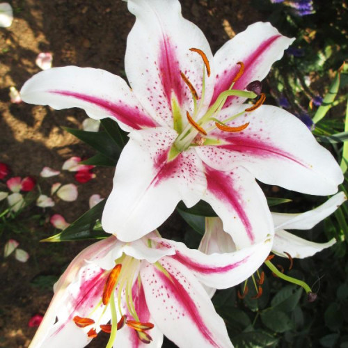 Лилия восточная Playtime (Плейтайм) 3шт. в упаковке Лилия восточная Playtime (Плейтайм) 3шт. в упаковке