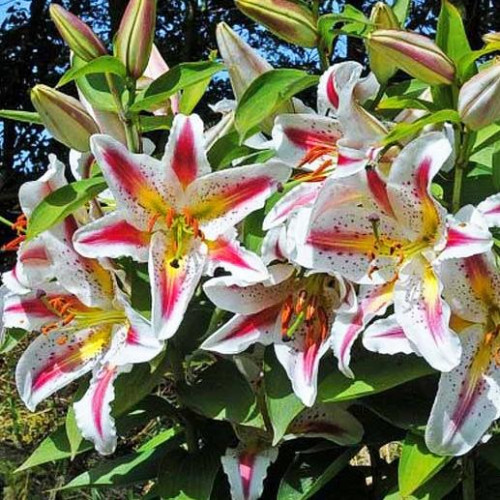 Лилия восточная Playtime (Плейтайм) 3шт. в упаковке Лилия восточная Playtime (Плейтайм) 3шт. в упаковке