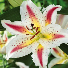 Лилия восточная Playtime (Плейтайм) 3шт. в упаковке