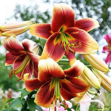 Лилия ОТ гибрид Debby (Дебби) 3шт. в упаковке