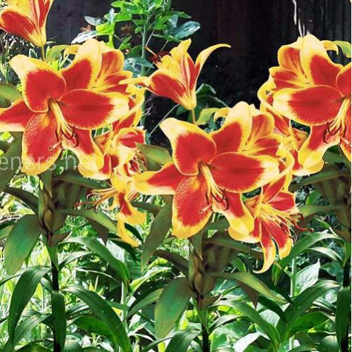 Лилия ОТ гибрид Debby (Дебби) 3шт. в упаковке Лилия ОТ гибрид Debby (Дебби) 3шт. в упаковке