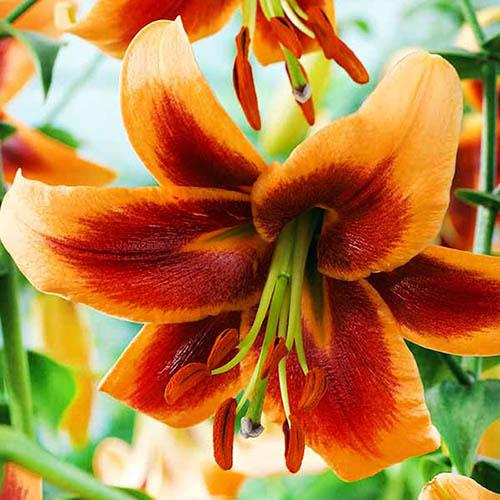 Лилия ОТ гибрид Debby (Дебби) 3шт. в упаковке Лилия ОТ гибрид Debby (Дебби) 3шт. в упаковке