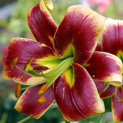 Лилия ОТ гибрид Debby (Дебби) 3шт. в упаковке Лилия ОТ гибрид Debby (Дебби) 3шт. в упаковке