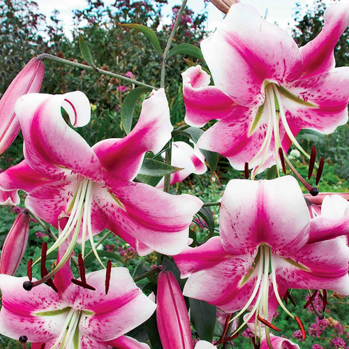 Лилия ОТ гибрид Anastasia (Анастасия) 3шт. в упаковке Лилия ОТ гибрид Anastasia (Анастасия) 3шт. в упаковке