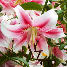 Лилия ОТ гибрид Anastasia (Анастасия) 3шт. в упаковке