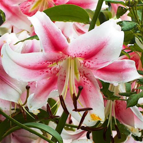 Лилия ОТ гибрид Anastasia (Анастасия) 3шт. в упаковке Лилия ОТ гибрид Anastasia (Анастасия) 3шт. в упаковке