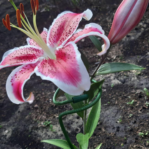 Лилия восточная Front Page (Фронт Пейдж) 3шт. в упаковке Лилия восточная Front Page (Фронт Пейдж) 3шт. в упаковке