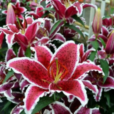 Лилия восточная Front Page (Фронт Пейдж) 3шт. в упаковке