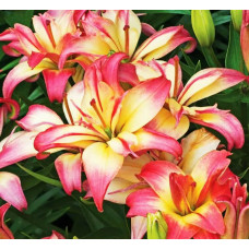 Лилия азиатская Delicate Joy (Деликейт Джой) 3шт. в упаковке