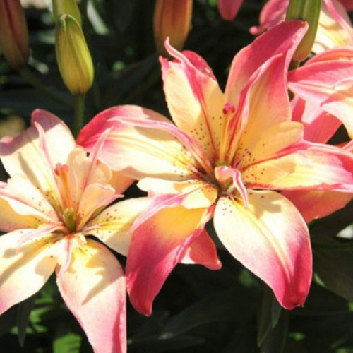 Лилия азиатская Delicate Joy (Деликейт Джой) 3шт. в упаковке Лилия азиатская Delicate Joy (Деликейт Джой) 3шт. в упаковке