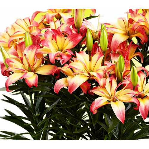 Лилия азиатская Delicate Joy (Деликейт Джой) 3шт. в упаковке Лилия азиатская Delicate Joy (Деликейт Джой) 3шт. в упаковке