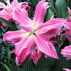 Лилия восточная Kadango (Каданго) 3шт. в упаковке