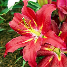 Лилия восточная Commitment (Коммитмент) 3шт. в упаковке