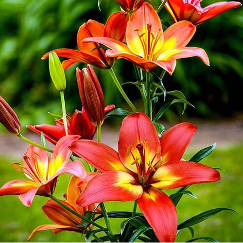 Лилия азиатская Foreve Linda (Форева Линда) 3шт. в упаковке Лилия азиатская Foreve Linda (Форева Линда) 3шт. в упаковке