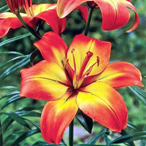 Лилия азиатская Foreve Linda (Форева Линда) 3шт. в упаковке Лилия азиатская Foreve Linda (Форева Линда) 3шт. в упаковке