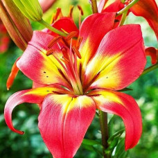 Лилия азиатская Foreve Linda (Форева Линда) 3шт. в упаковке