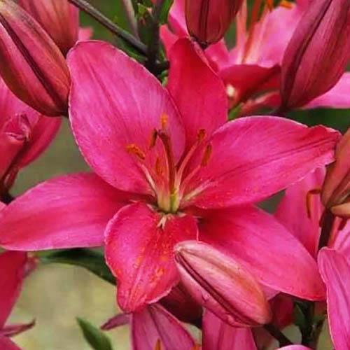 Лилия азиатская Arosa Jewel (Ароза Джуел) 3шт. в упаковке Лилия азиатская Arosa Jewel (Ароза Джуел) 3шт. в упаковке