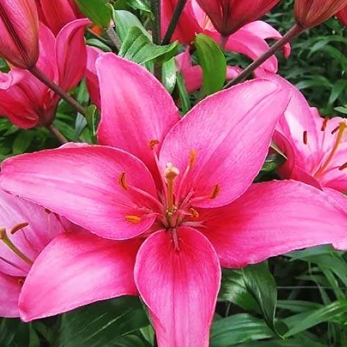 Лилия азиатская Arosa Jewel (Ароза Джуел) 3шт. в упаковке Лилия азиатская Arosa Jewel (Ароза Джуел) 3шт. в упаковке