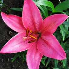 Лилия азиатская Arosa Jewel (Ароза Джуел) 3шт. в упаковке