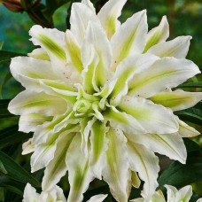 Лилия махровая восточная Polar Star (Полар Стар) 3шт. в упаковке