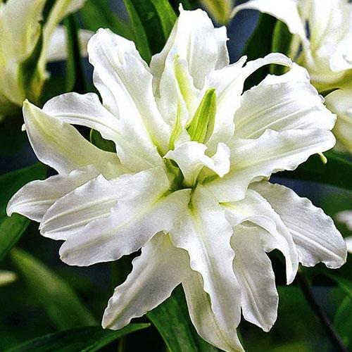 Лилия махровая восточная Polar Star (Полар Стар) 3шт. в упаковке Лилия махровая восточная Polar Star (Полар Стар) 3шт. в упаковке