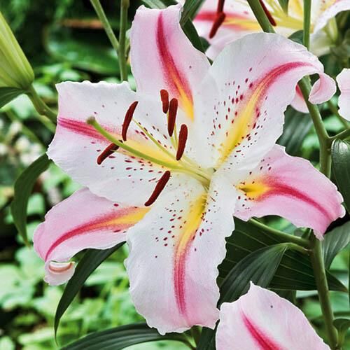 Лилия восточная Bergamo (Бергамо) 3шт. в упаковке Лилия восточная Bergamo (Бергамо) 3шт. в упаковке