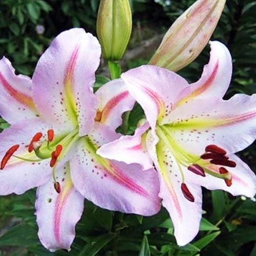 Лилия восточная Bergamo (Бергамо) 3шт. в упаковке Лилия восточная Bergamo (Бергамо) 3шт. в упаковке