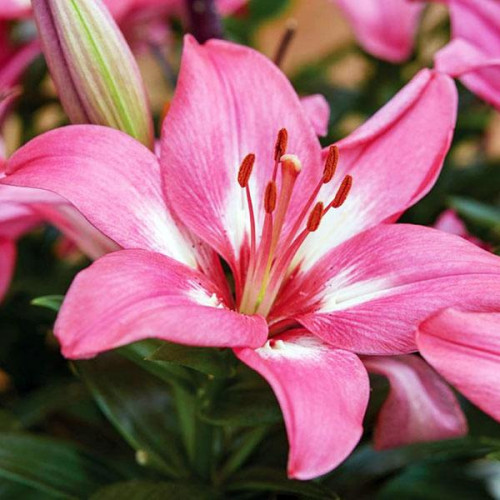 Лилия биколор азиатская Rozalynn (Розалинн) 3шт. в упаковке Лилия биколор азиатская Rozalynn (Розалинн) 3шт. в упаковке