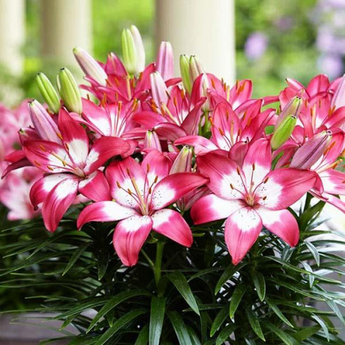 Лилия биколор азиатская Rozalynn (Розалинн) 3шт. в упаковке Лилия биколор азиатская Rozalynn (Розалинн) 3шт. в упаковке