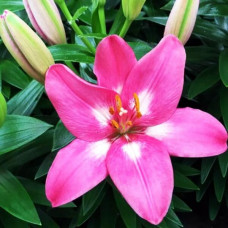 Лилия биколор азиатская Rozalynn (Розалинн) 3шт. в упаковке