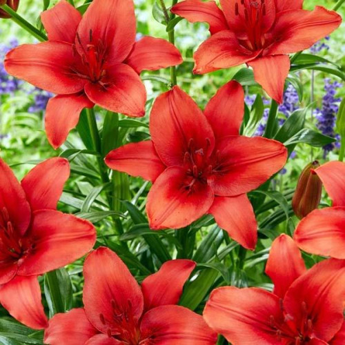 Лилия азиатская Red Highland (Рэд Хайленд) 3шт. в упаковке Лилия азиатская Red Highland (Рэд Хайленд) 3шт. в упаковке