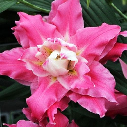 Лилия махровая восточная Dreamline (Дримлайн) 3шт. в упаковке Лилия махровая восточная Dreamline (Дримлайн) 3шт. в упаковке