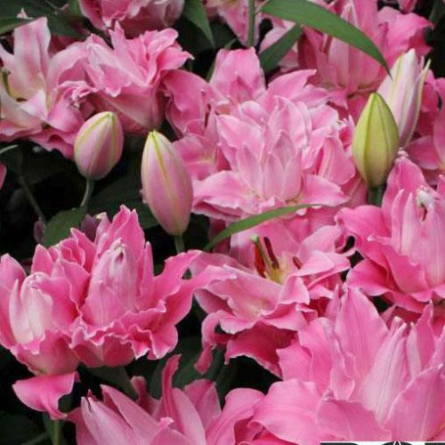 Лилия махровая восточная Dreamline (Дримлайн) 3шт. в упаковке Лилия махровая восточная Dreamline (Дримлайн) 3шт. в упаковке