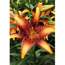 Лилия Кентукки 3шт. в упаковке