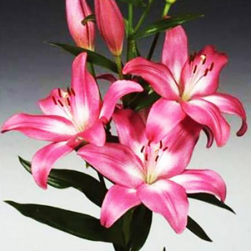 Лилия ЛА гибрид Arbatax (Арбатакс) 3шт. в упаковке Лилия ЛА гибрид Arbatax (Арбатакс) 3шт. в упаковке