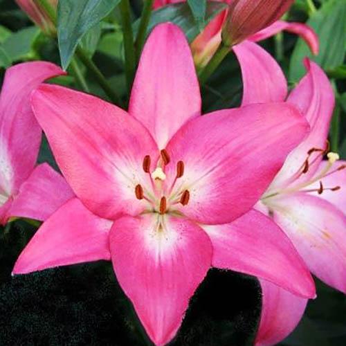 Лилия ЛА гибрид Arbatax (Арбатакс) 3шт. в упаковке Лилия ЛА гибрид Arbatax (Арбатакс) 3шт. в упаковке