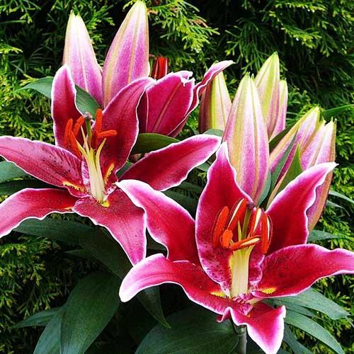 Лилия восточная Magny Cours (Магни Корз) 3шт. в упаковке Лилия восточная Magny Cours (Магни Корз) 3шт. в упаковке