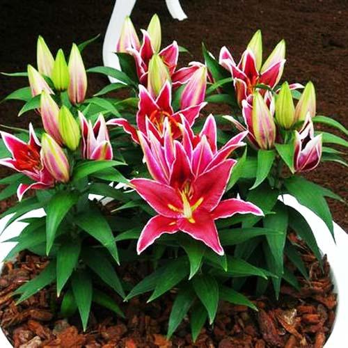 Лилия восточная Magny Cours (Магни Корз) 3шт. в упаковке Лилия восточная Magny Cours (Магни Корз) 3шт. в упаковке